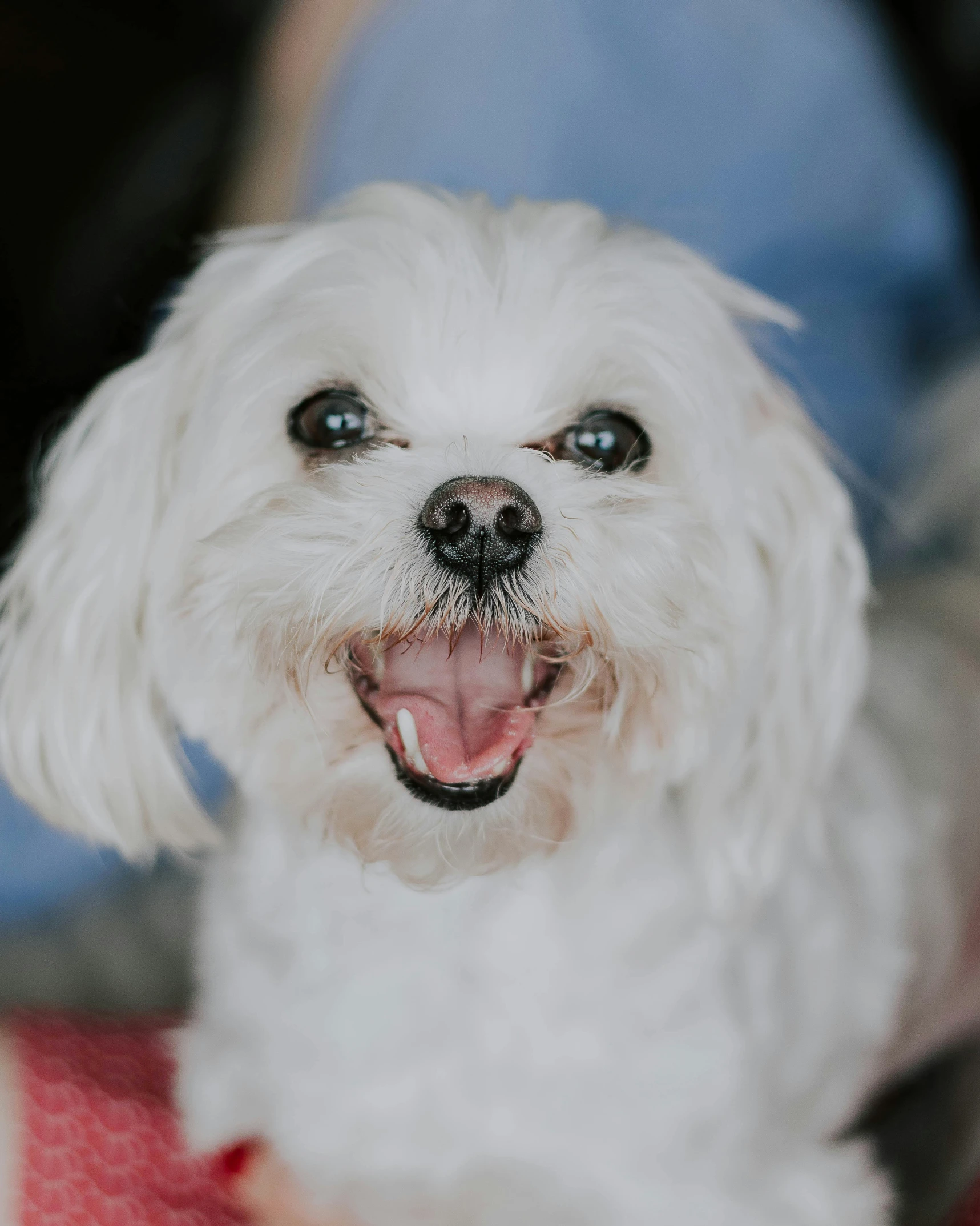 a white dog sitting and smiling at the camera