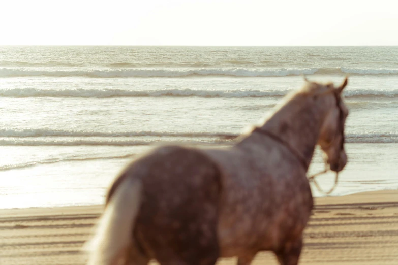 the horse is walking on the beach near the ocean