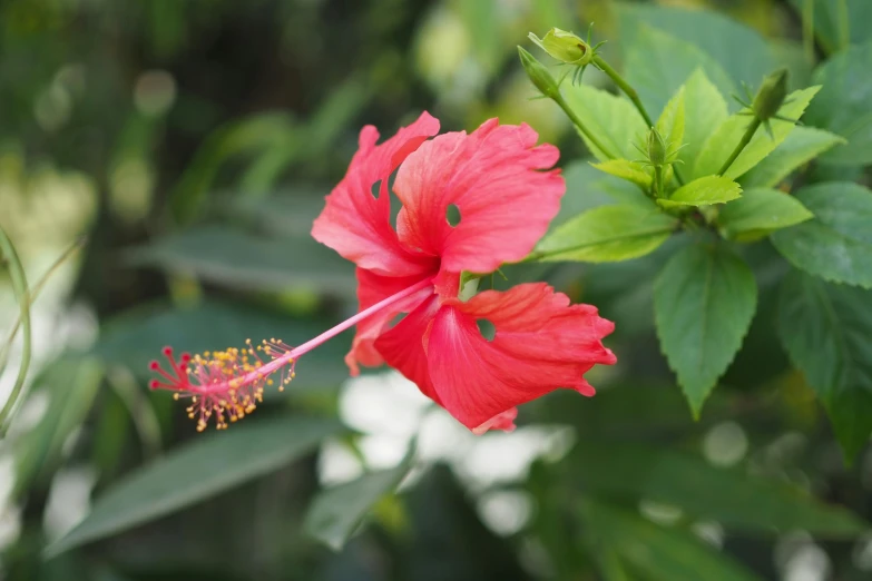 the red hibise flowers are blooming on green leaves