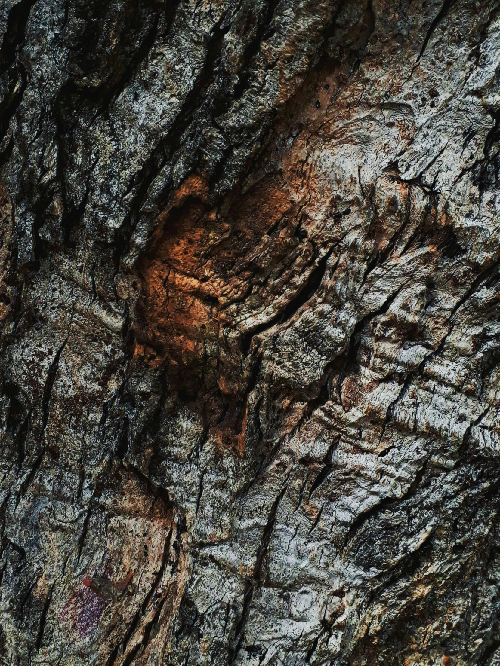 the bark of a large tree is brown and black