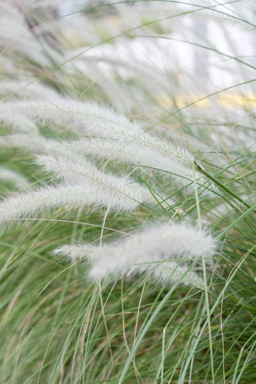 a tall grass plant in the wind