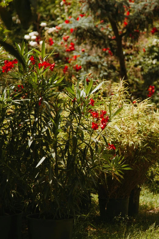 the flowers are in the potted plants outside