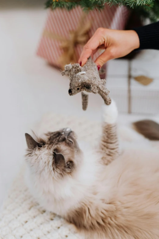 a cat lying on its back reaching for a toy