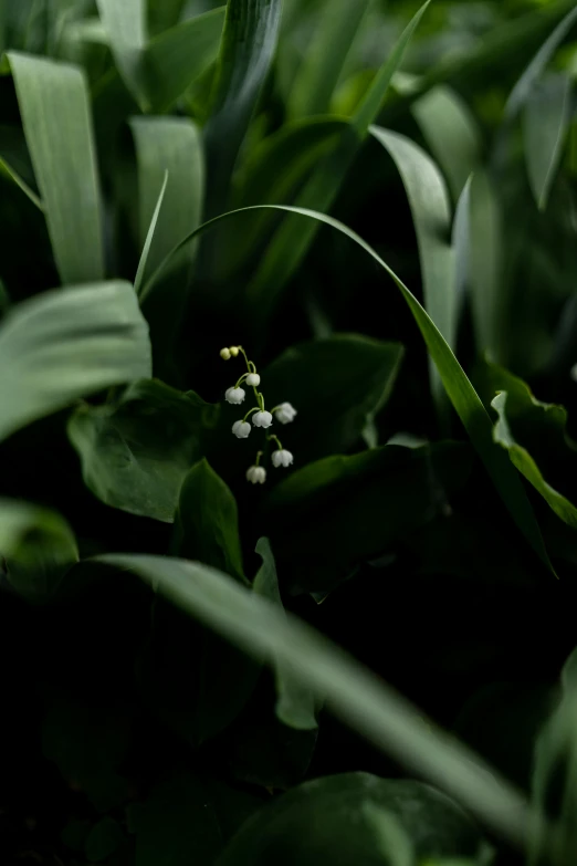 a cluster of white flowers are blooming among green leaves