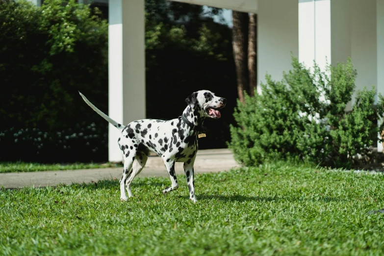 dog with its tongue out standing on grass in front of building