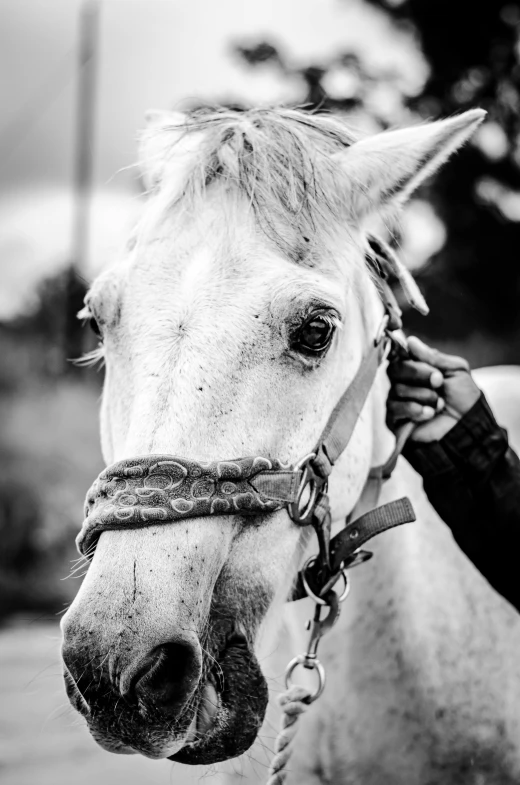 a close - up of a white horse with it's nose on another white horse