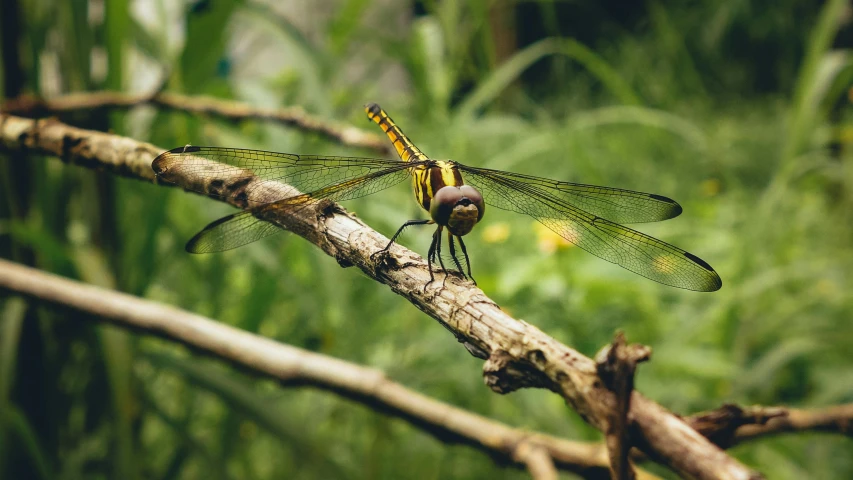 a yellow dragonfly sits on a tree nch