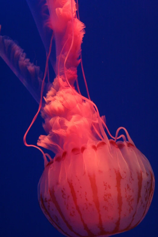 an orange jellyfish floating under blue water