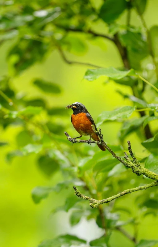 a bird perched on a nch in a tree