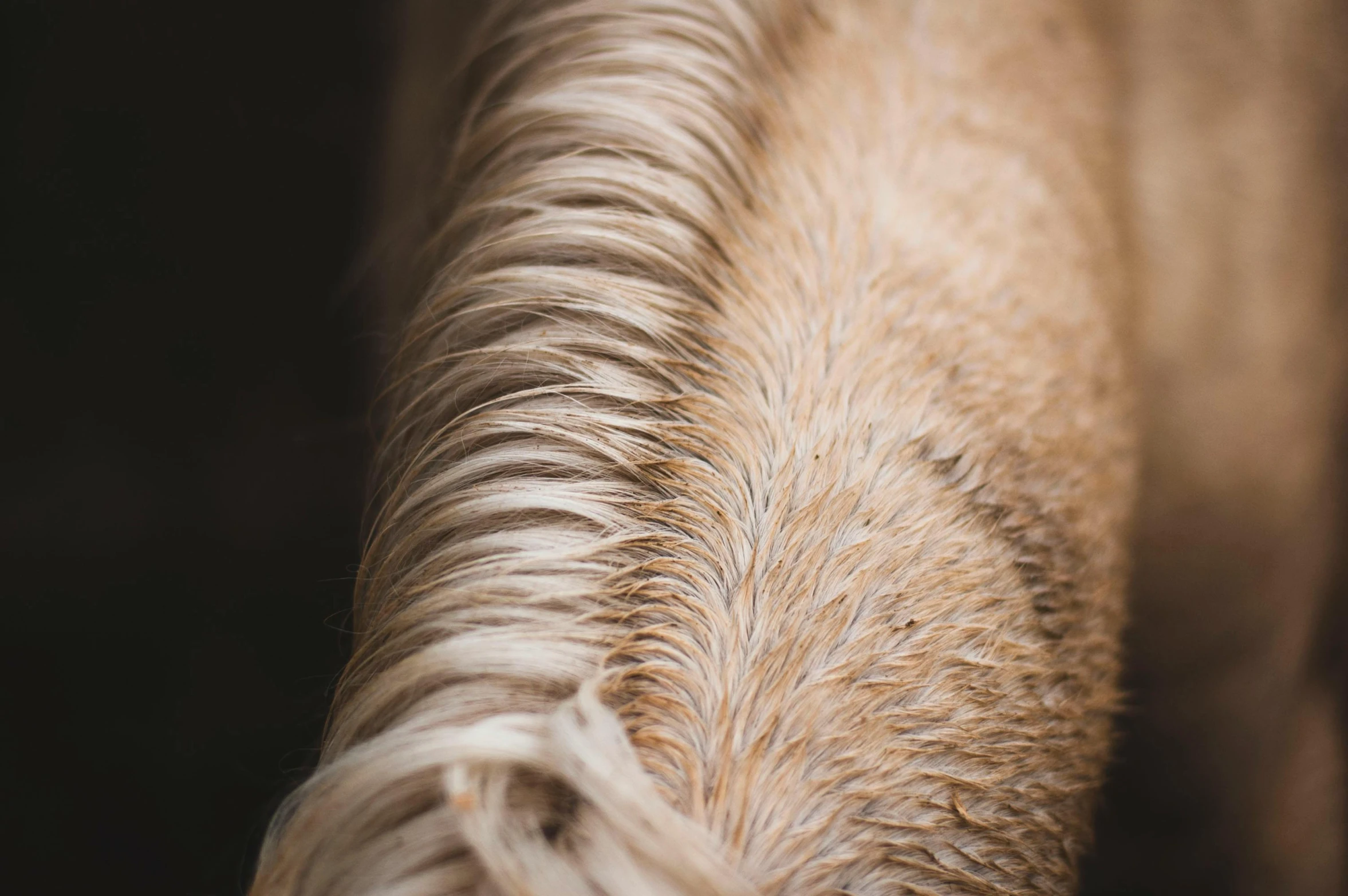 this is a close up picture of a horse's back and head