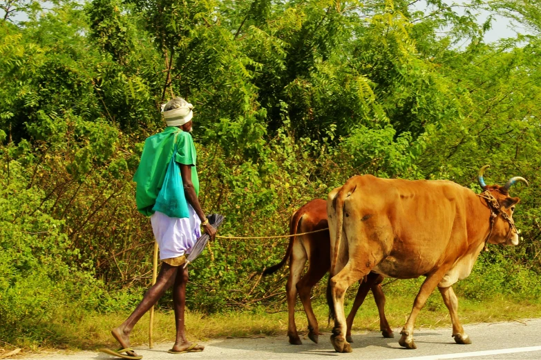 a man walking a bull down the road