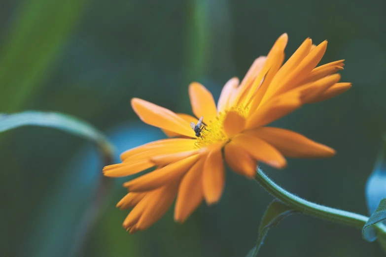 a yellow flower with two bees inside it