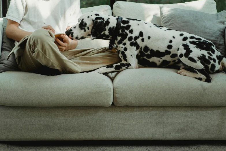 a person sits on a couch with a dalmatian dog