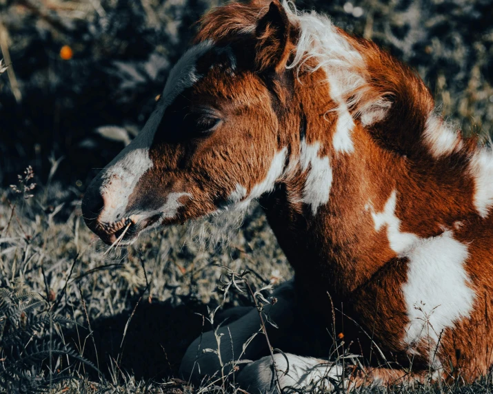 a cow sits in the grass with its head turned to the side