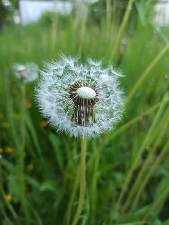 a small seed hanging off the top of some grass