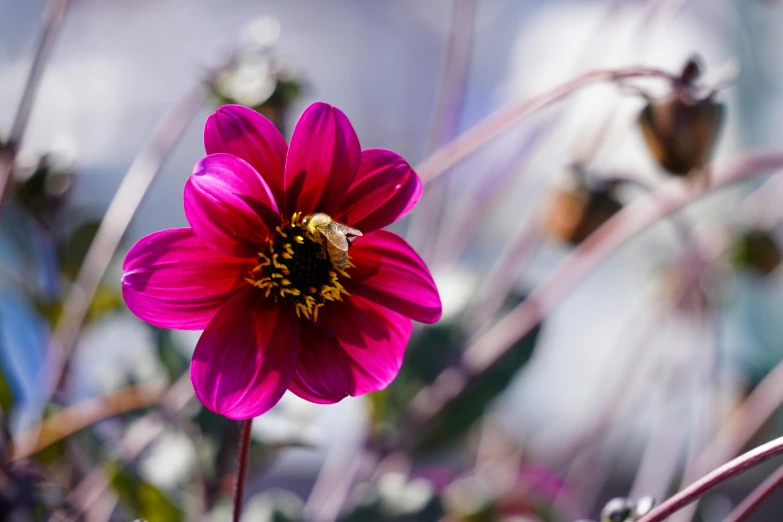 a pink flower with a bum in the center