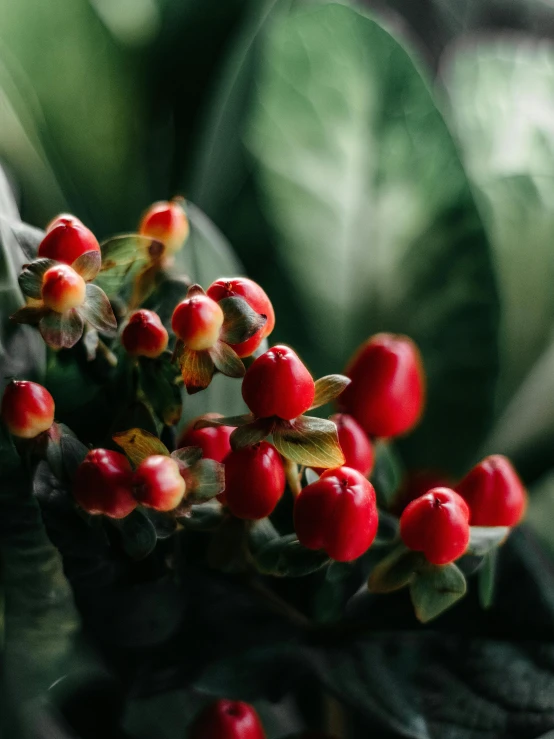 a plant with lots of small red flowers