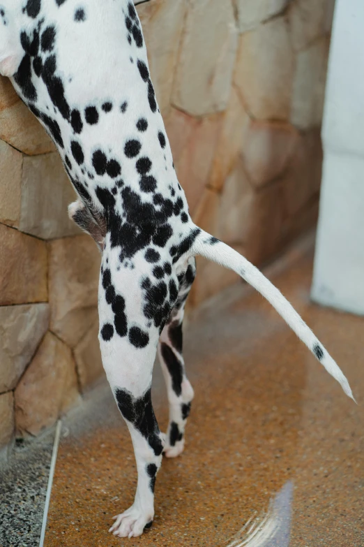 a small dalmatian dog has a large paw on the ledge