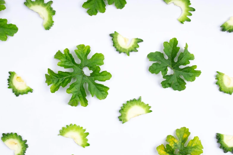 different kinds of leafy plants laid out on a table