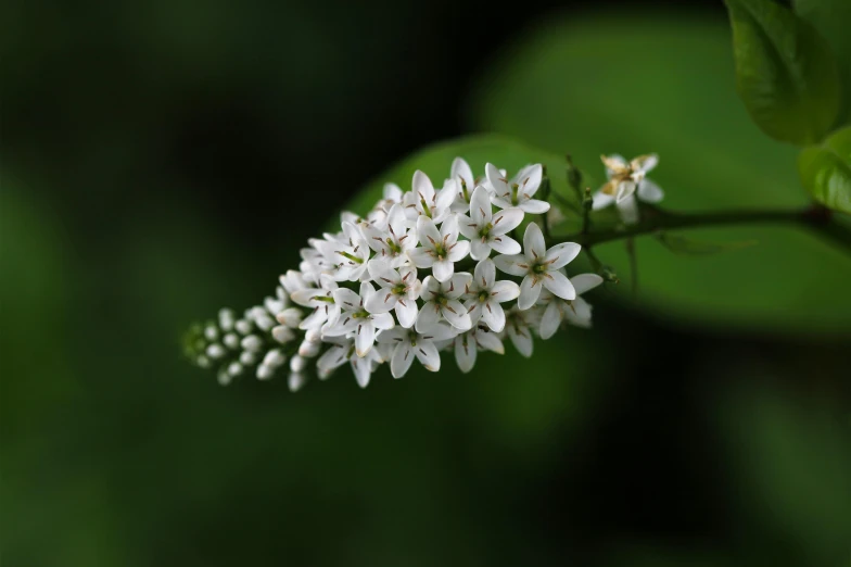 the small white flowers are growing up high