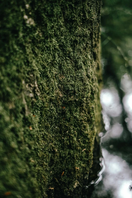 closeup of a tree with water underneath it