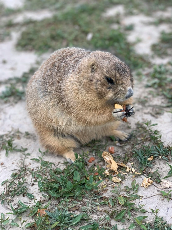 a small rodent eating soing on the ground