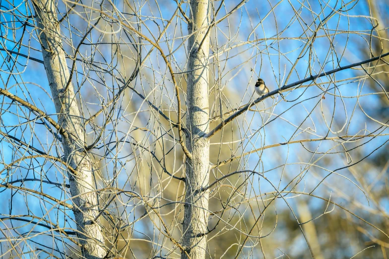 a bird perches on the nches of a tree