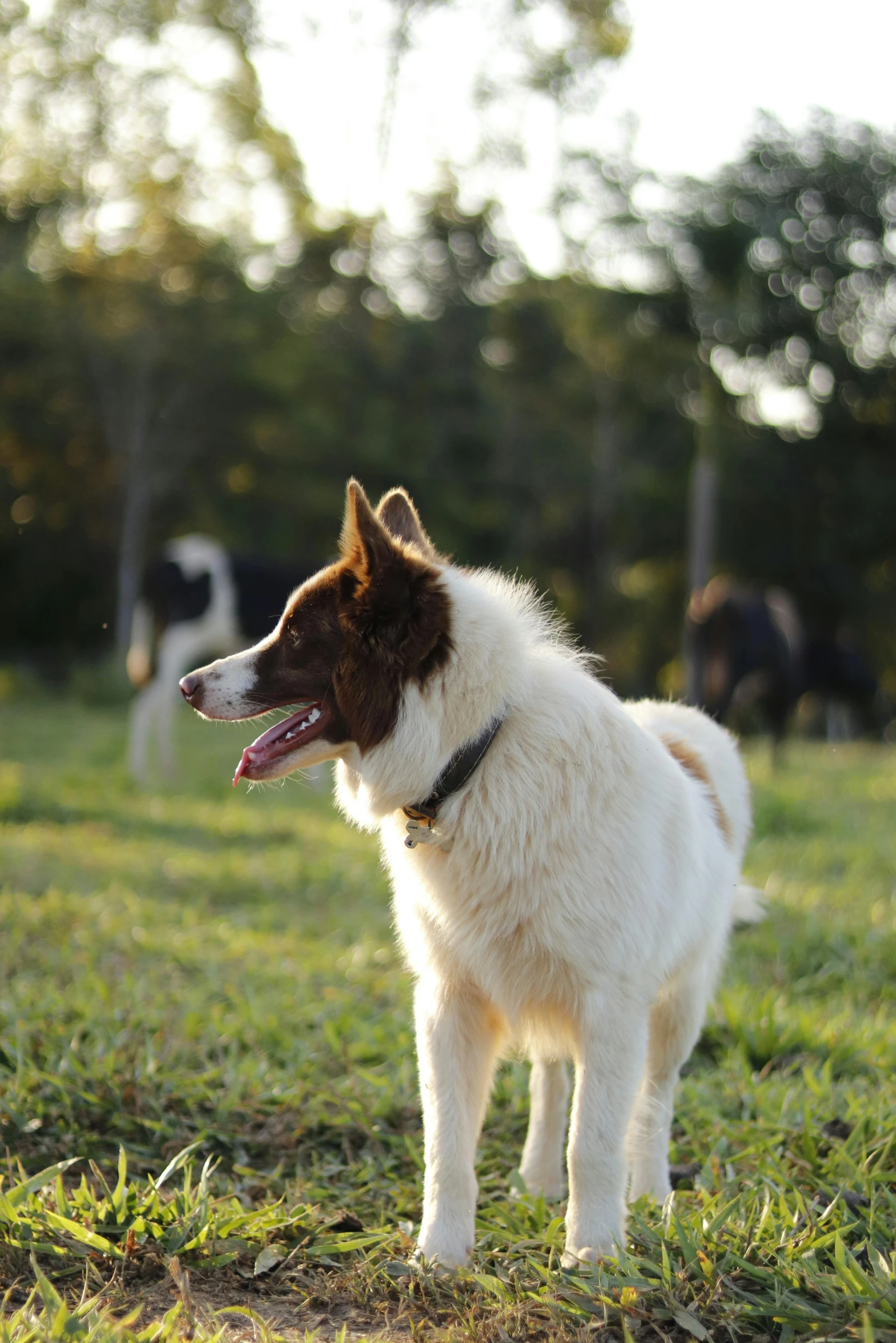 a brown and white dog is standing in the grass