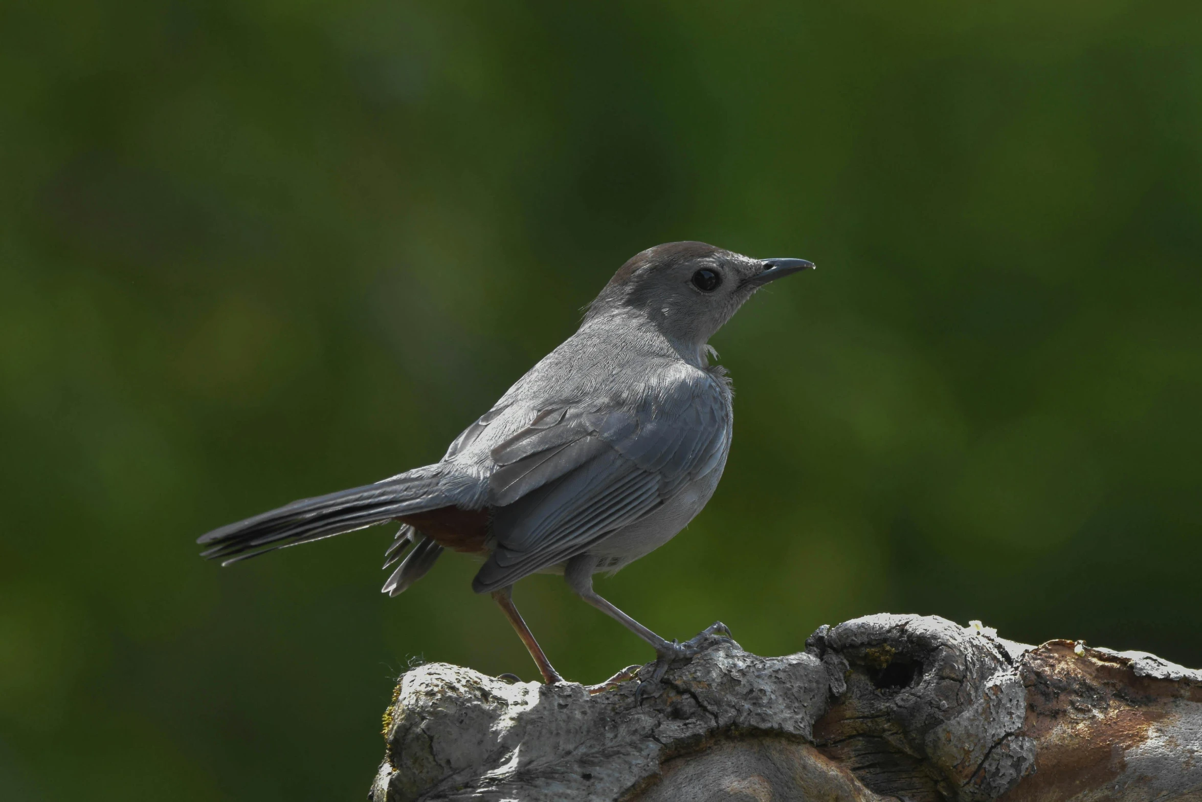 a bird standing on top of a log near the water