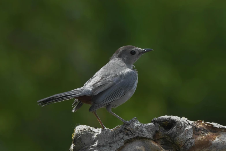 a bird standing on top of a log near the water