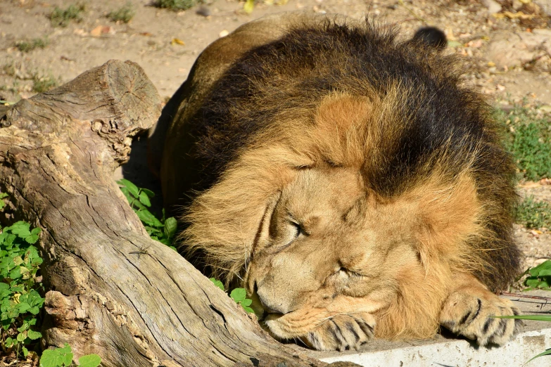 the lion is sleeping on the edge of the tree