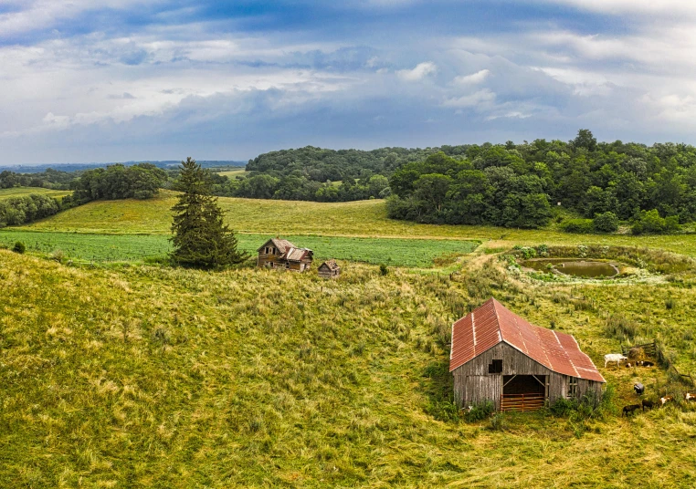 farm scene with cows grazing and barn in background