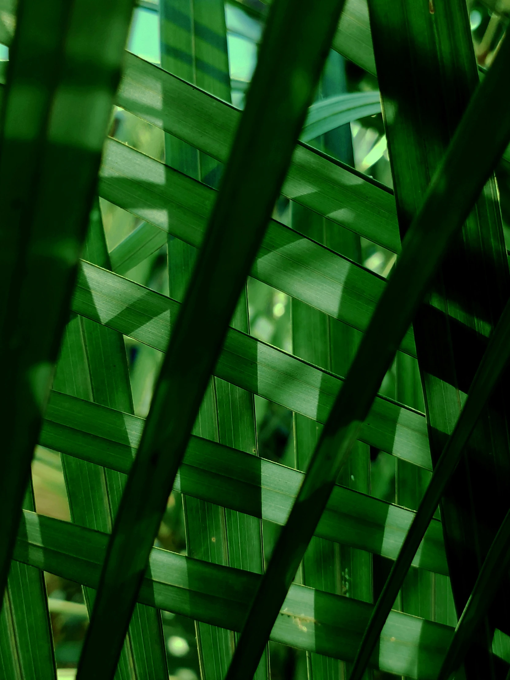 green foliage against a green background with white border