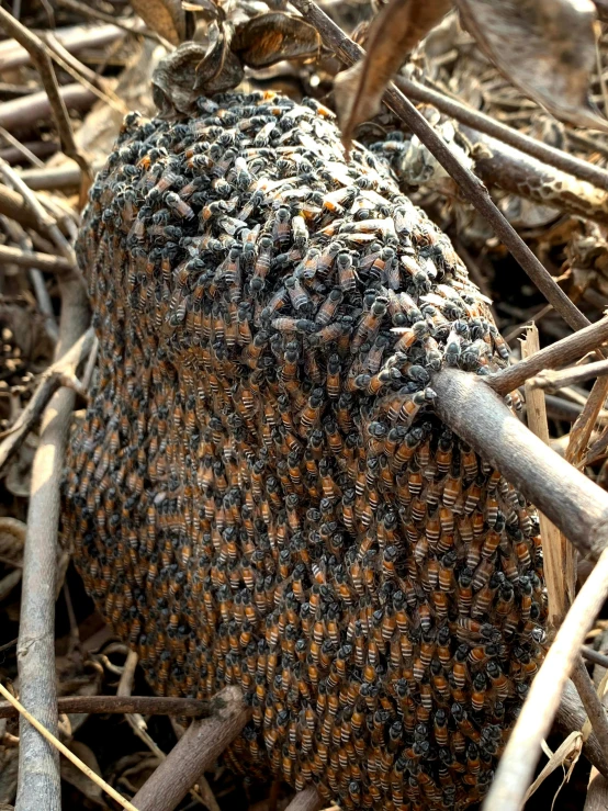 a bug is laying on some leaves in the grass