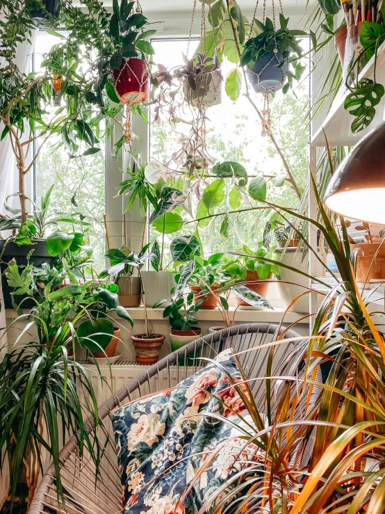 several house plants in hanging pots in a sun room