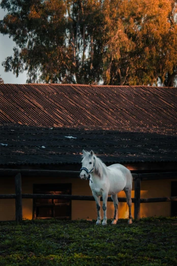 the white horse is standing in front of the barn