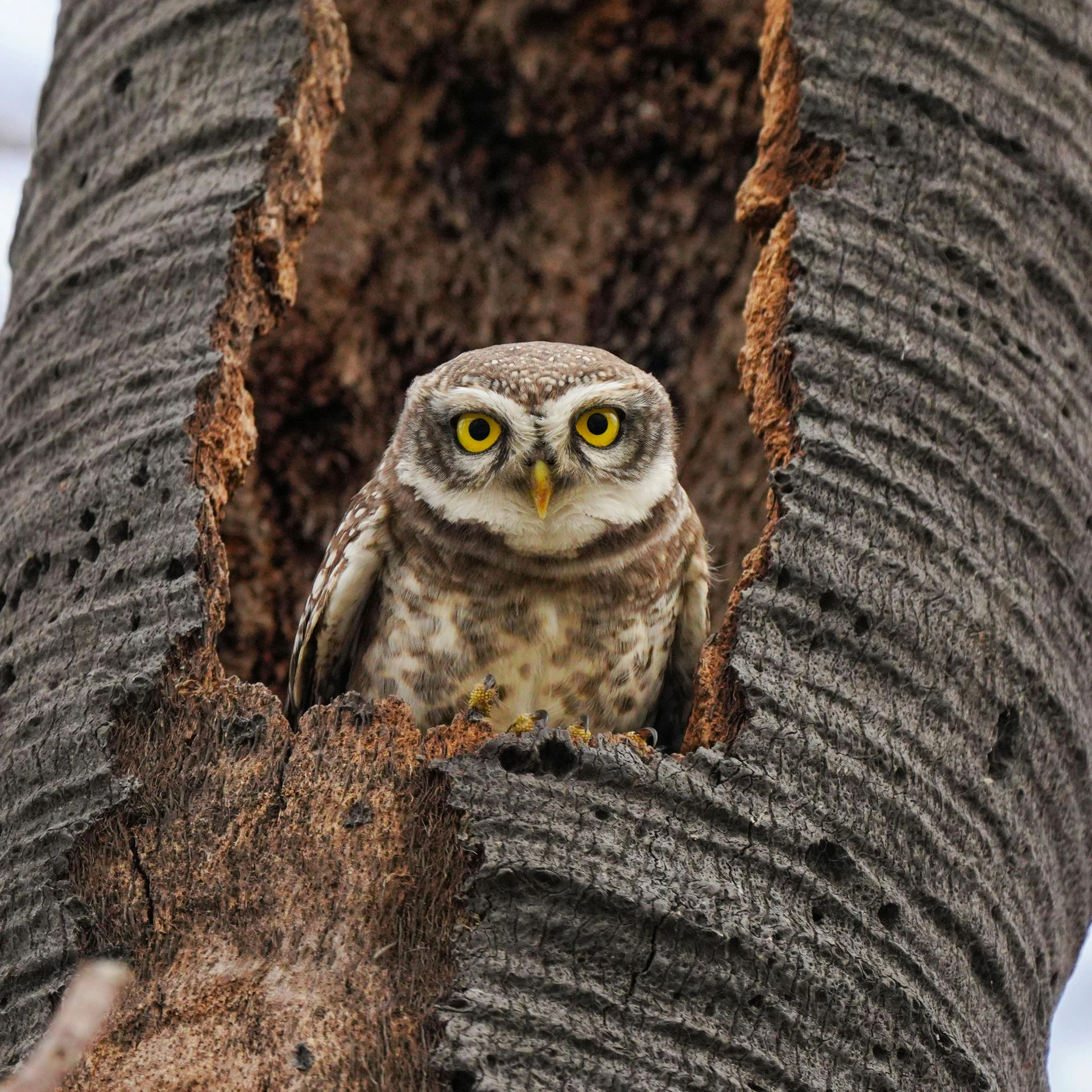 a barred owl with yellow eyes sitting in the crook of a palm tree