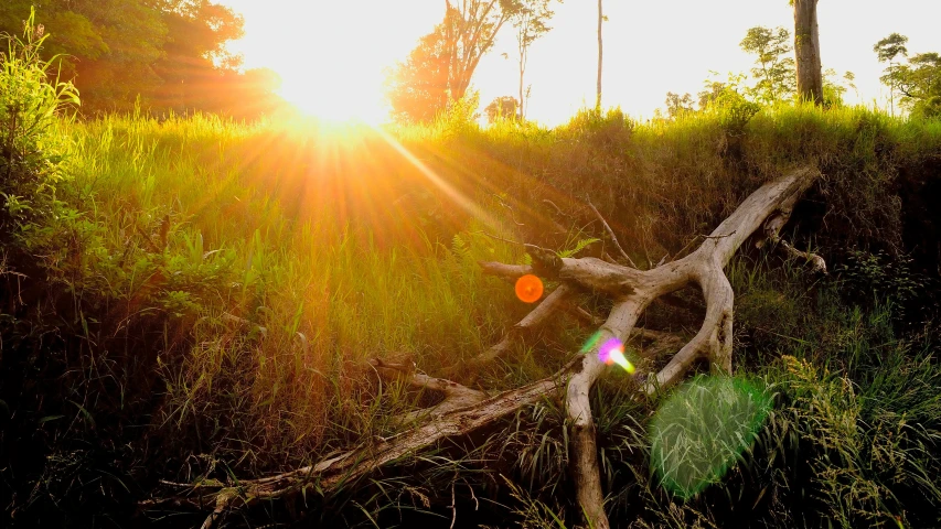 a piece of a large fallen tree that has been caught by the sun