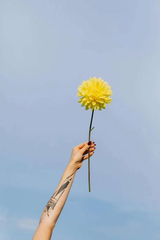 someone holding a yellow flower on a clear day