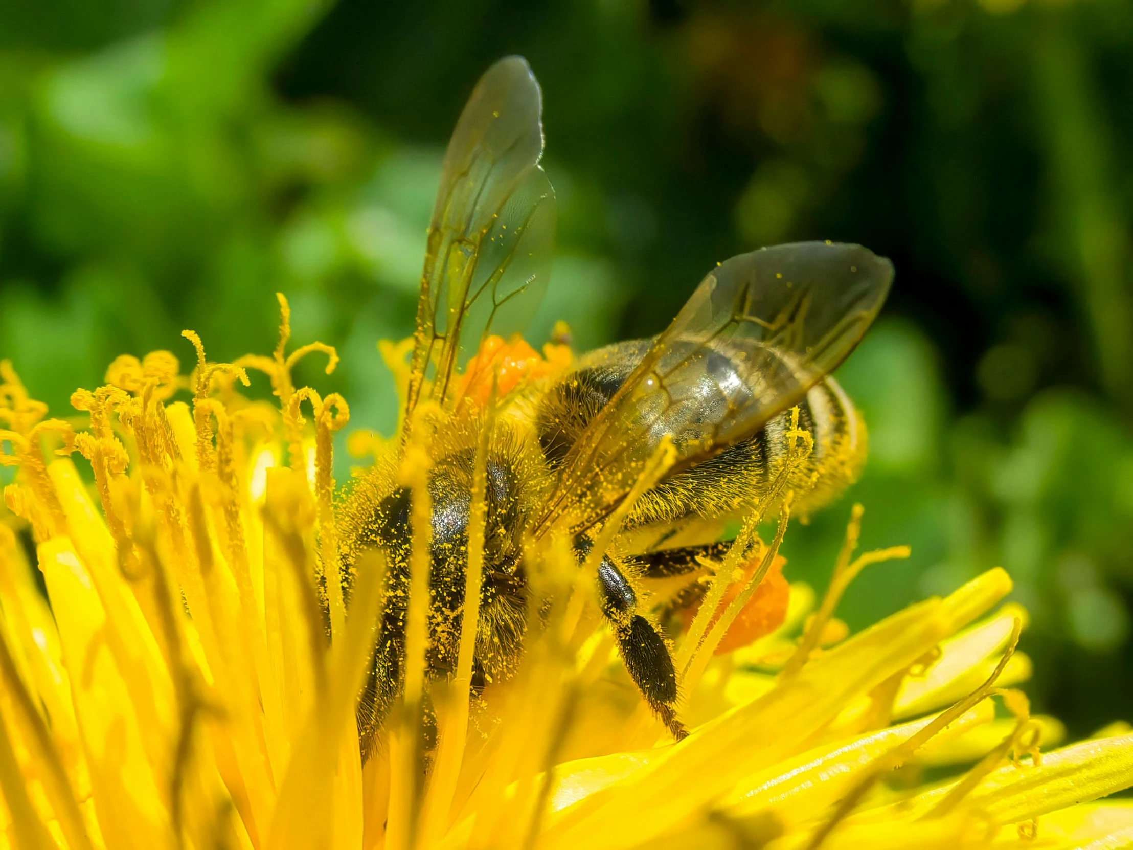 two bees that are on a yellow flower