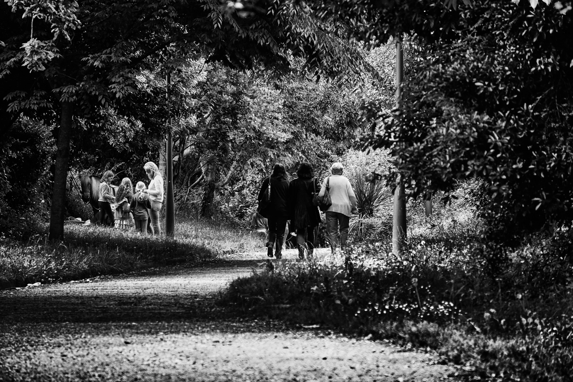 people walking up a path to a forest