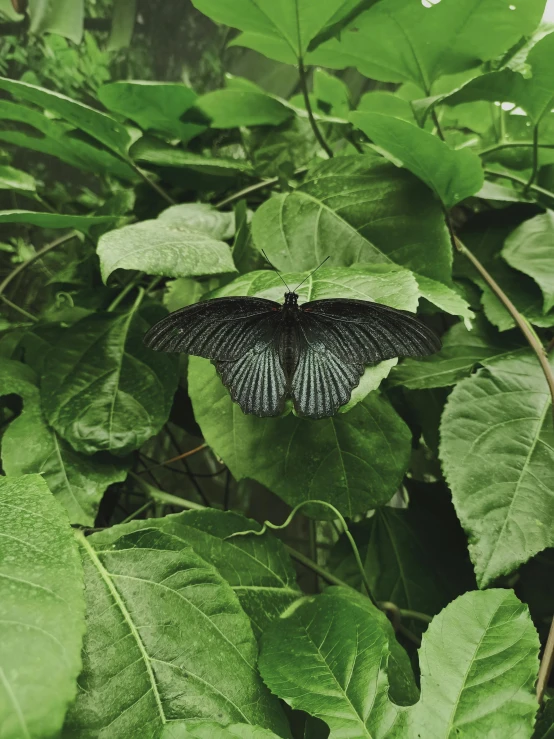 a black and green erfly with wings open on leaves