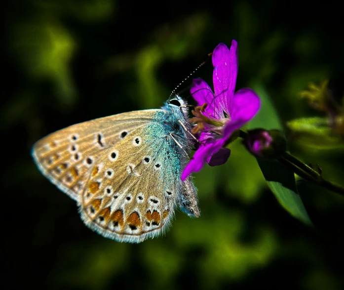 a colorful erfly sitting on top of a purple flower