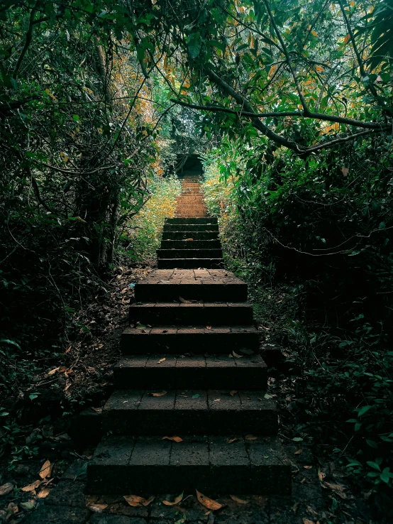 a long set of steps that are leading into the woods