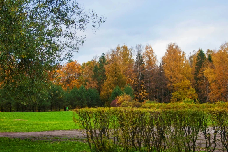 a large lake in a field surrounded by trees