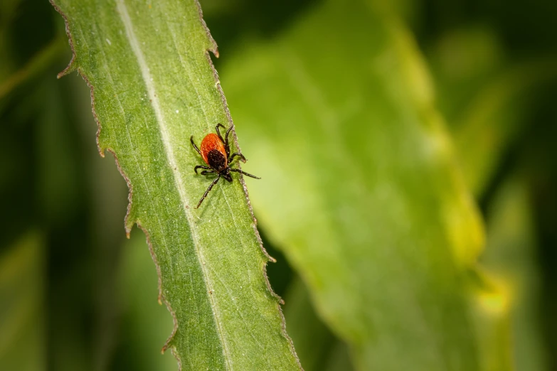 a bug is crawling on top of a leaf