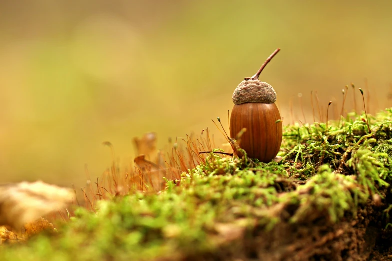 a tiny snail is resting on the moss