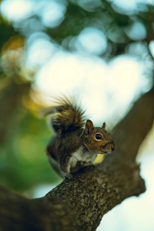 a small squirrel sitting on a nch in the tree