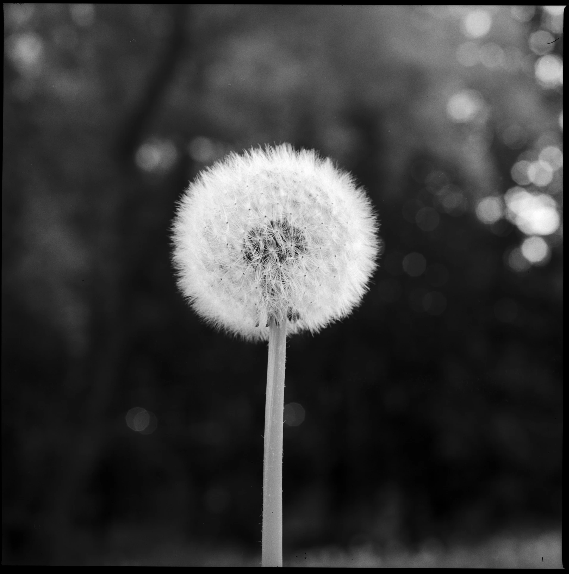 a close up of a flower near a forest