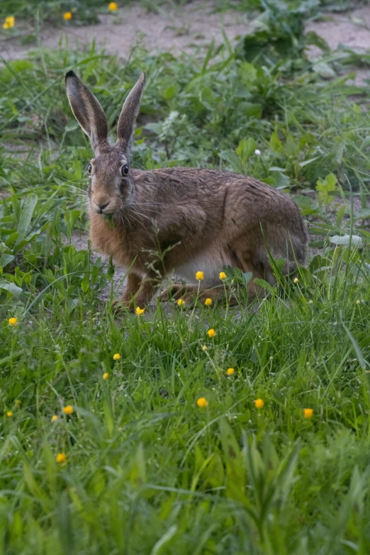 a small brown rabbit sitting in tall grass